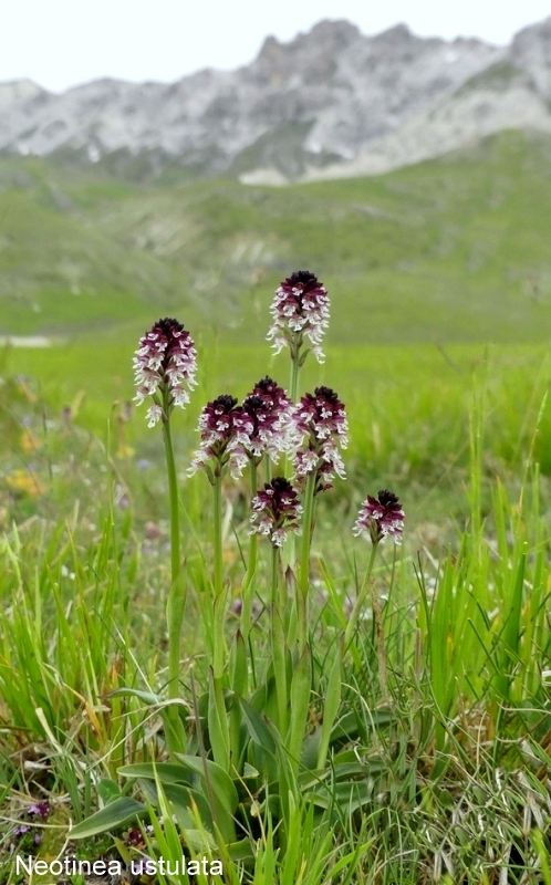 Campo Imperatore, laltopiano e le orchidee  19 giugno 2021.